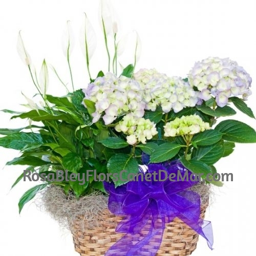 Cesta Plantas Temporada