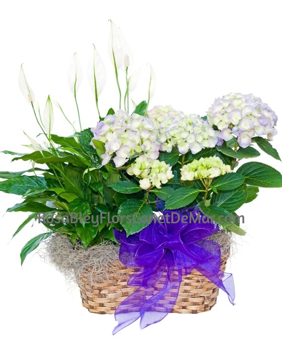 Cesta Plantas Temporada