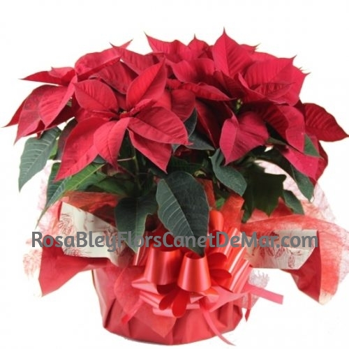 Composición flores de Navidad