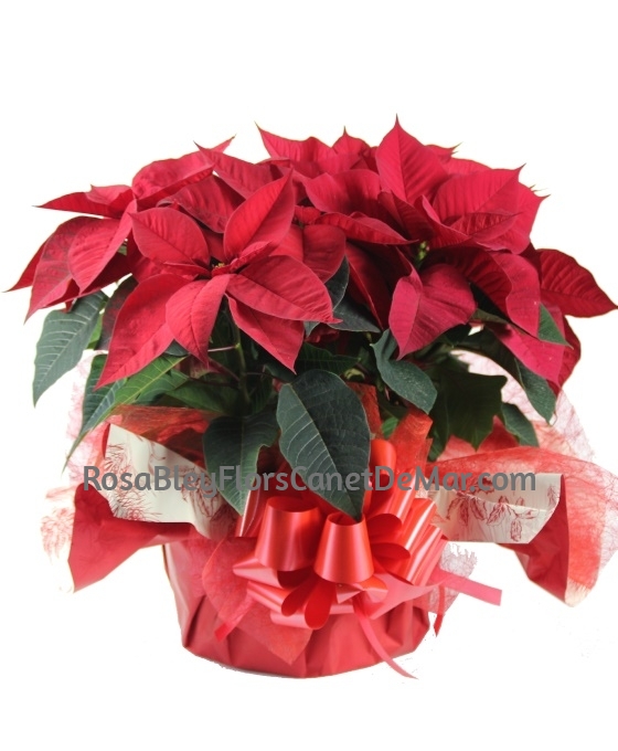 Composición flores de Navidad