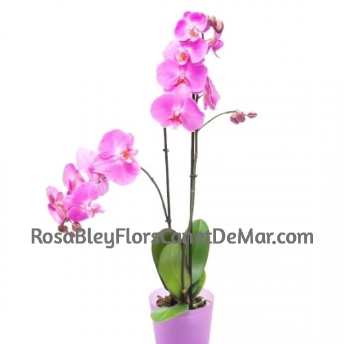 Orquídea Phalaenopsis