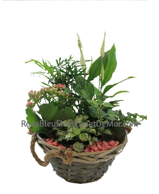 Cesta de plantas