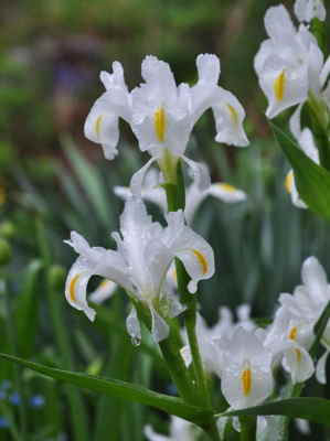 Centro Bambú, Floristería Rosa Bley en Canet de Mar, Servicio de Envío de Flores, Centro de Flores de Regalo, Flores de Regalo a Domicilio