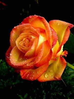 Ramo Flores Luxemburgo, Flores para Regalar, Floristería de Canet de Mar, Entregas de Ramos de Flores, Floristas Profesionales