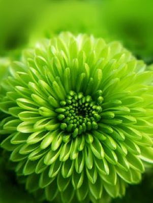 Centro Flores Trípoli, Centro de Flores de Regalo, Envío de Flores, Flores para Regalar a Empresas, Flores para Nacimiento