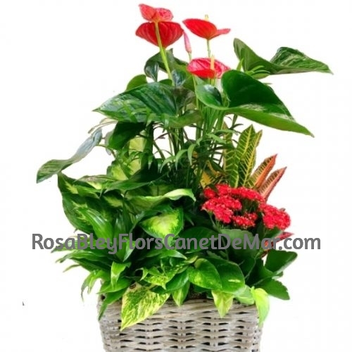 Cesta Plantas Variadas