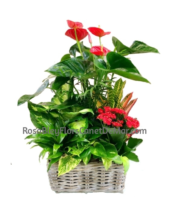 Cesta Plantas Variadas