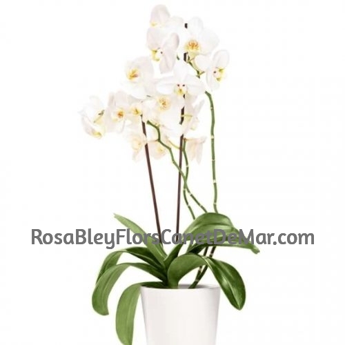 Orquídea Blanca plata