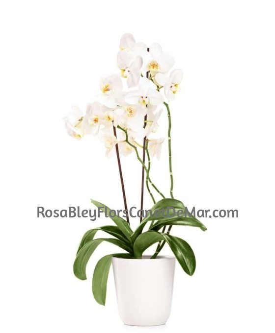 Orquídea Blanca plata
