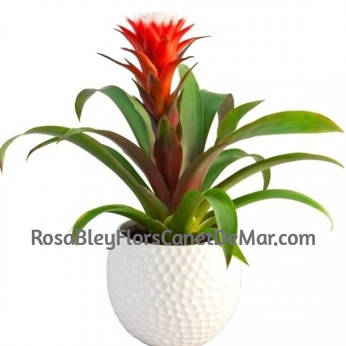 Planta Guzmania con cerámica