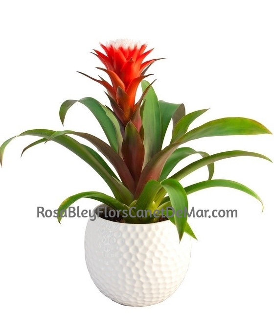 Planta Guzmania con cerámica
