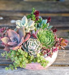 Planta Dieffenbachia, Planta de Regalo, Planta Ornamental, Planta de Cuidados Sencillos, Floristería Online, Floristería Rosa Bley