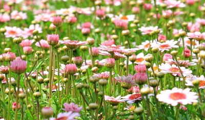 enviar cesta de flores primaverales a domicilio, enviar cesta de flores para un nacimiento, cesta de flores para hospital, Arte Floral, cesta de flores para una empresa, cesta de flores para una jubilación, cesta de flores para cumpleaños