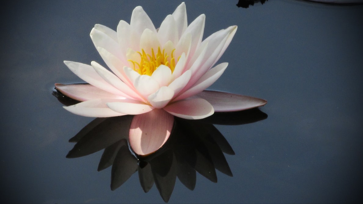 flores para cumpleaños flores para cumpleaños, enviar flores urgentes para cumpleaños, flores cumpleaños, flores para felicitar